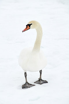 swan in snowy landscape