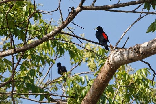 Cacique cul-rouge tr&egrave;s reconnaissable au rouge du croupion perch&eacute; sur son arbre en Guyane fran&ccedil;aise