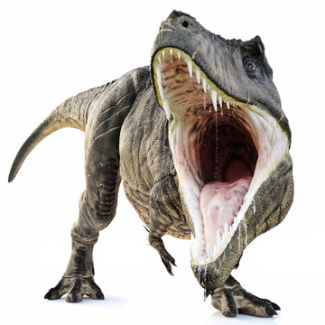 Fototapeta Atak Tyrannosaurus Rex na odosobnionym białym tle. Renderowania 3d