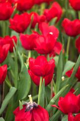 Tulip. Beautiful bouquet of tulips. colorful tulips.
