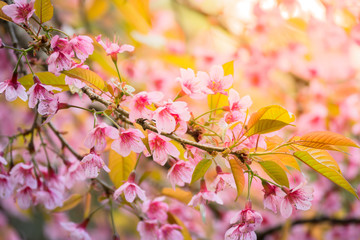 Sakura flowers blooming blossom in Chiang Mai, Thailand