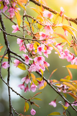 Sakura flowers blooming blossom in Chiang Mai, Thailand