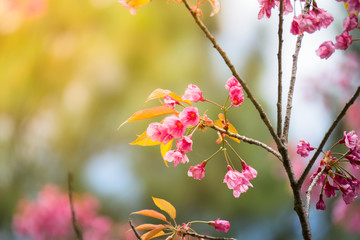 Sakura flowers blooming blossom in Chiang Mai, Thailand