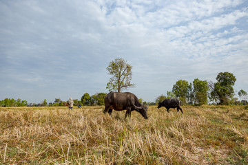 Fototapeta na wymiar Buffalo and Cow eating grass in the field