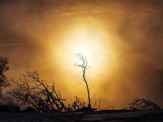 太陽と枯れ木