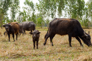 Naklejka na ściany i meble Buffalo and Cow eating grass in the field