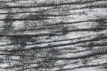 wood texture. background old panels