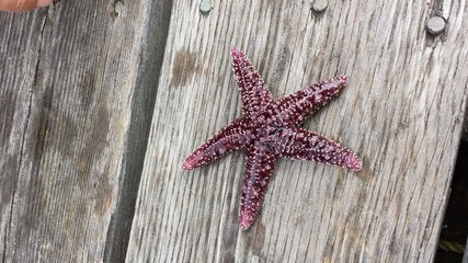 Perfect Starfish doesn't exist...