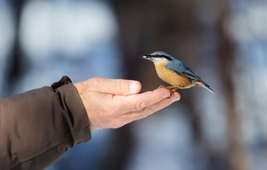 Fototapeta premium Wood nuthatch (Eurasian nuthatch) Bird in the hand of an old man