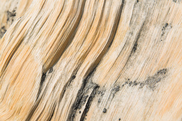Close up of bristlecone pine wood in the White Mountains