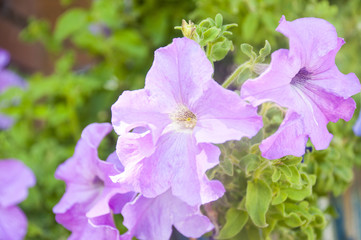 petunias