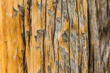 Obraz premium Close up of bristlecone pine wood in the White Mountains