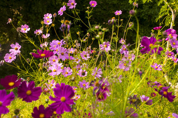 Cosmos Flowers