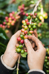 harvesting coffee berries by agriculturist hands