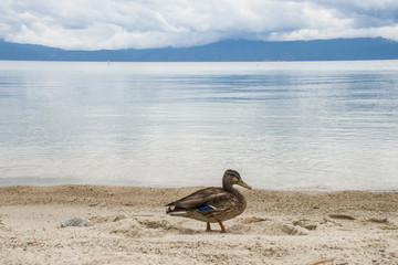 Mallard Duck on Lake Taho