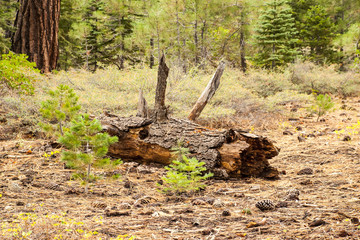 Trees at lake Taho