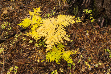 forest fern in the fall