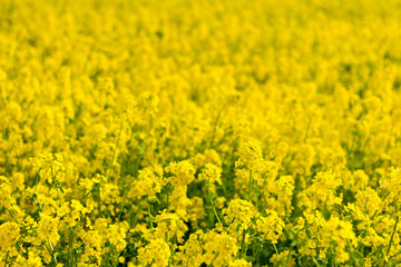 Obraz premium Canola fields