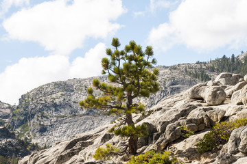 Lone pinetree growing out of a rock