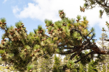 pinecones on a pinetree