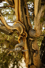 Naklejka premium Bristlecone Pine at Bristlecone Pine Forest near Big Pine, Hwy 3