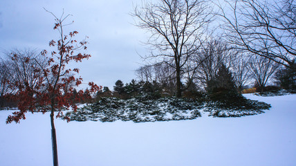CIRCLE OF TREES IN SNOW
