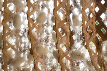 cocoon egg for make silk cloth fabric