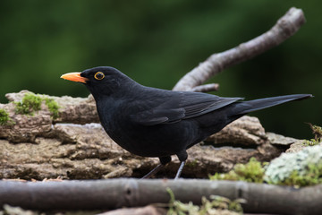 Blackbird, Turdus merula