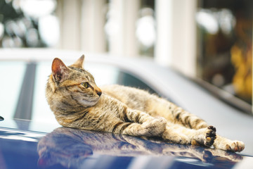 Cat on car hood