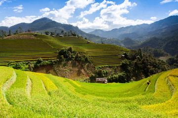 Obraz premium Rice fields at Northwest Vietnam