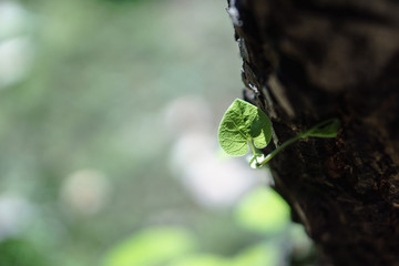 Green heart shape vine leaf of Aristolochia ringens Vahl