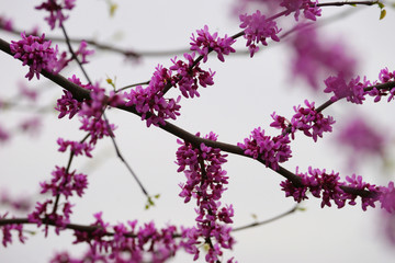 Pink cherry blossom and buds