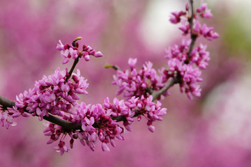 Pink cherry blossom and buds