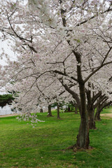 Multiple cherry trees in white blossom - vertical