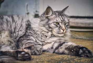Long Haired Tabby cat close up looking
