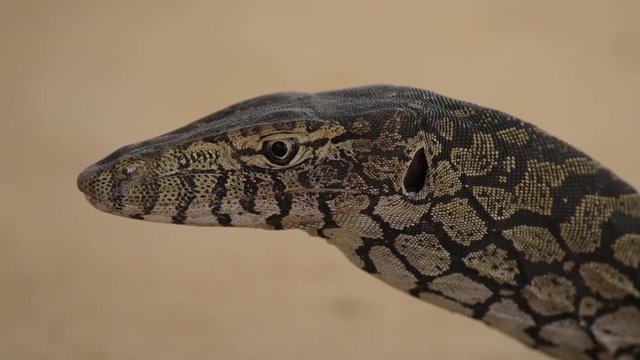 Riesenwaran, australische Echse, Portraet, Wildlife im Westen Australiens