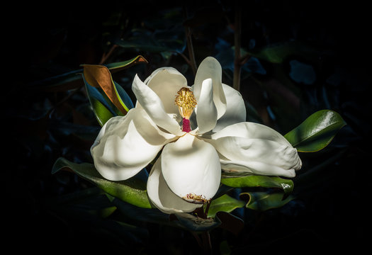 magnolia flower close up against a dark blue green background