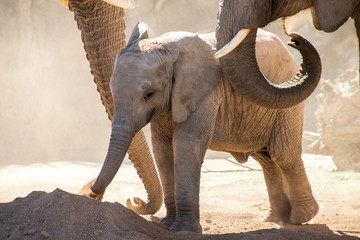 Elephant Family