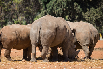 Fototapeta premium Visit to Safari Ramat Gan