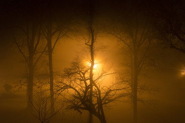 Golden fog at night