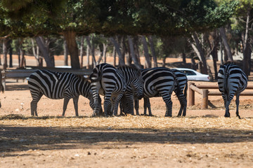 Fototapeta na wymiar Visit to Safari Ramat Gan