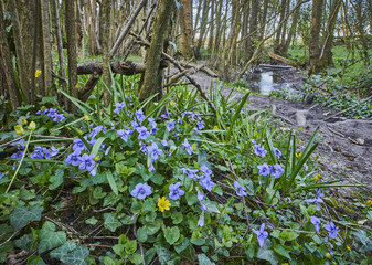 Dog Violet Viola in a coppice wood