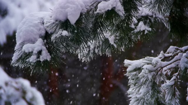 Snow Falling in Winter Pine Forest with Snowy Christmas Trees. Slow Motion
