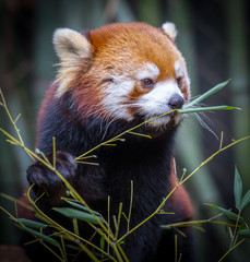 Fototapeta premium Red Panda