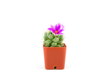cactus in brown pot with purple flowers on white background