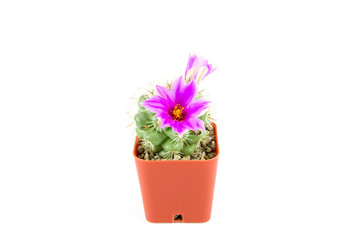 cactus in brown pot with purple flowers on white background