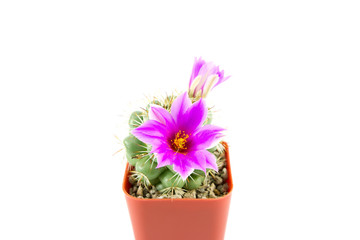 cactus in brown pot with purple flowers on white background