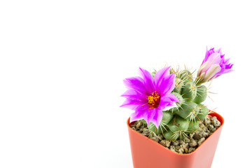 cactus in brown pot with purple flowers on white background