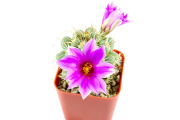 cactus in brown pot with purple flowers on white background