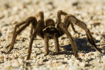 Tarantula in Death Valley, CA